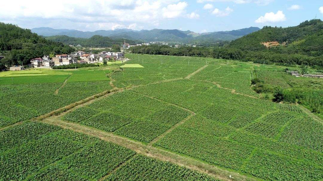 高智能土壤養分測定儀
