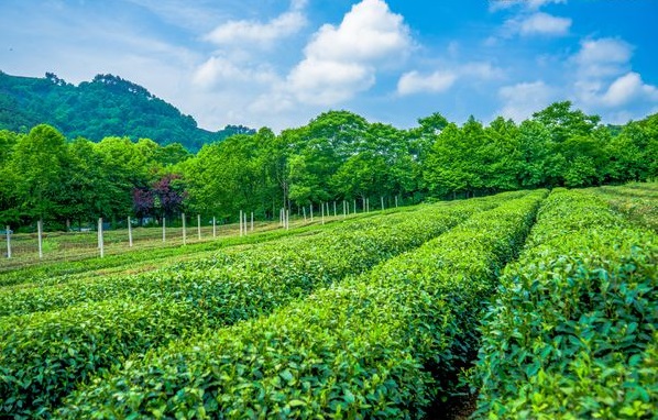 土壤養分測試儀